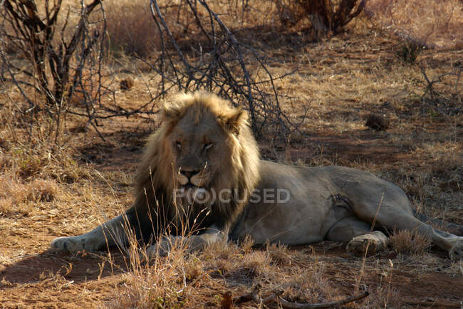Retrato de un león tendido en el arbusto, Reserva de caza de Madikwe, Sudáfrica - foto de stock
