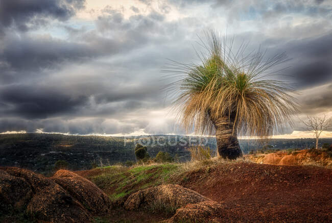 Асфальтове дерево трави під час заходу сонця на асфальтованій дорозі, каламунді, західних астраліях, аустралії. — стокове фото
