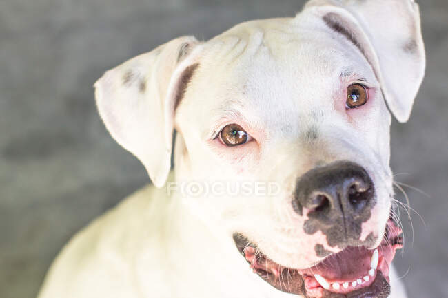 Close-up retrato de um filhote de cachorro boxer de perto no rosto — Fotografia de Stock