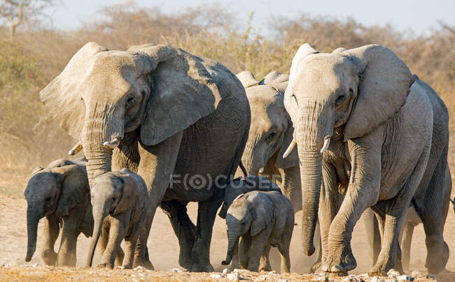 Elefanti che camminano nel bush, Parco Nazionale di Etosha, Namibia — Foto stock