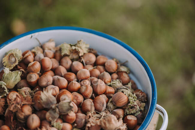 Fresh hazelnuts in a colander — Stock Photo