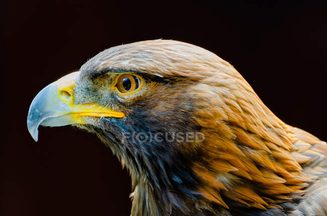 Retrato de uma Águia Dourada, Ilha Vancouver, Colúmbia Britânica, Canadá — Fotografia de Stock