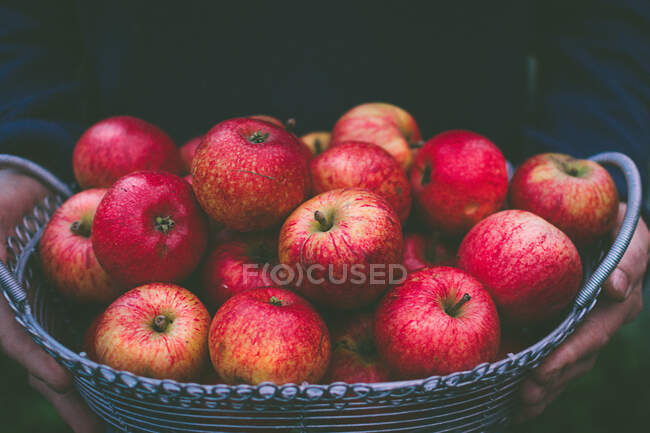 Manos sosteniendo cesta de manzanas - foto de stock