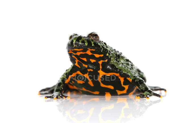 Portrait of an Oriental Fire-bellied Toad — Stock Photo