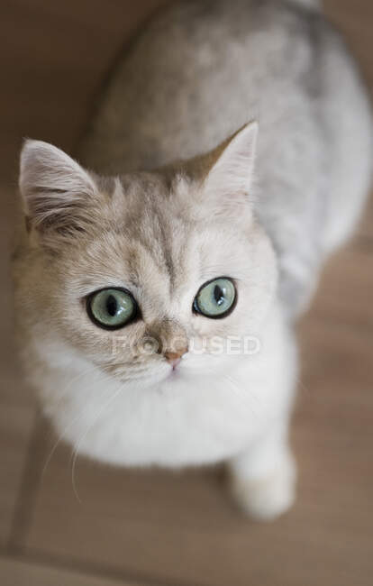 Vista aerea di un gattino — Foto stock