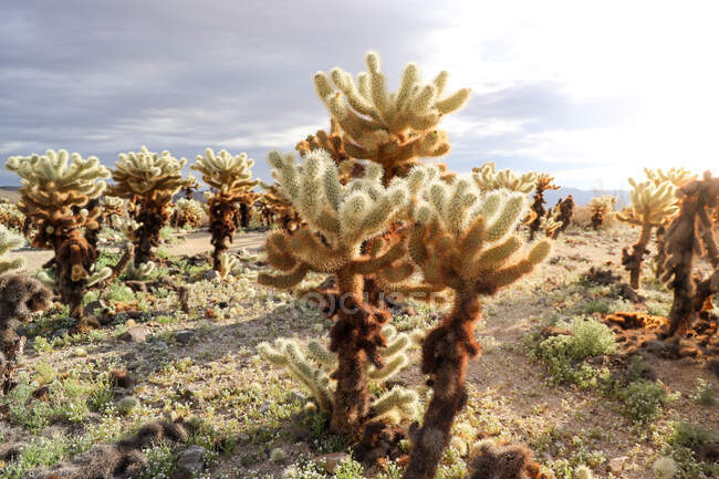 Jardín de Cactus de Cholla, Parque Nacional Joshua, California, Estados Unidos - foto de stock