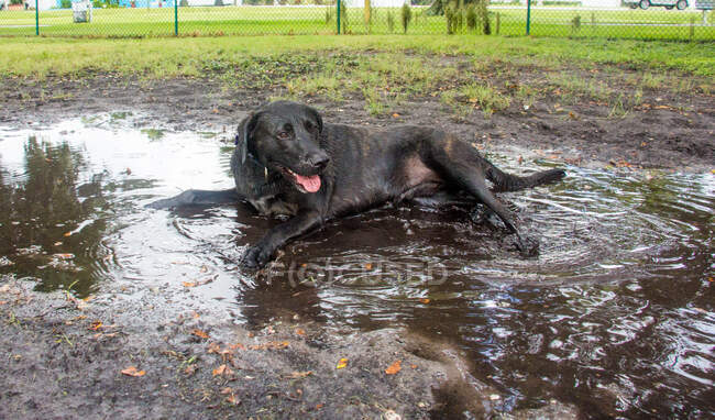 Labrador deitado em uma poça lamacenta, Estados Unidos — Fotografia de Stock
