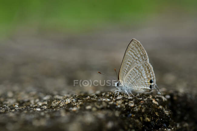 Primer plano de una mariposa en el suelo, Indonesia - foto de stock