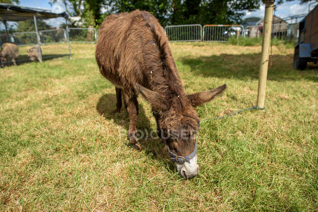 Retrato de un burro pastando en un campo, Irlanda - foto de stock