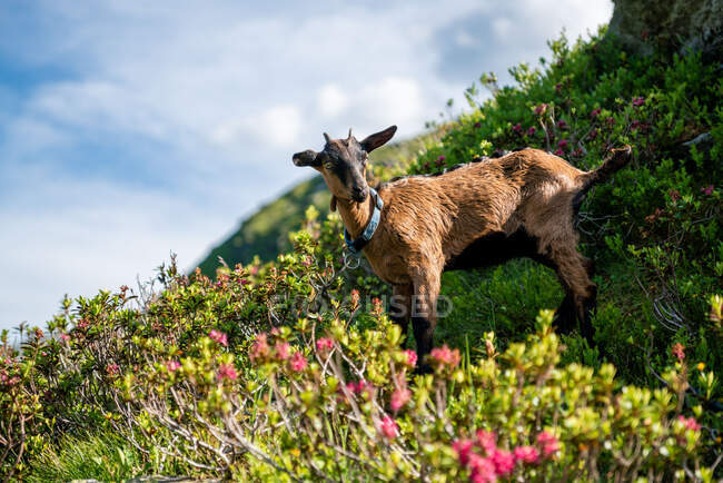 Portrait d'une chèvre de montagne dans les Alpes autrichiennes, Gastein, Salzbourg, Autriche — Photo de stock