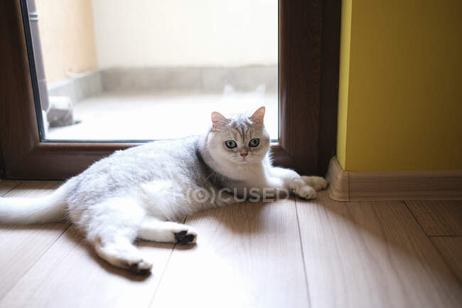 Британский котенок лежит на полу — стоковое фото