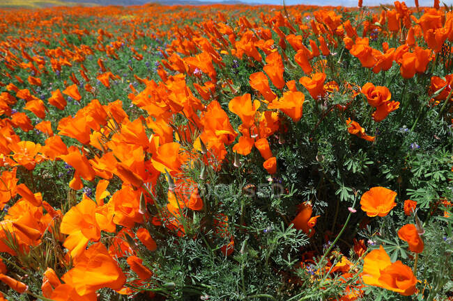 Nahaufnahme blühender Mohnblumen, Antelope Valley California Poppy Reserve State Natural Reserve, Kalifornien, Vereinigte Staaten — Stockfoto