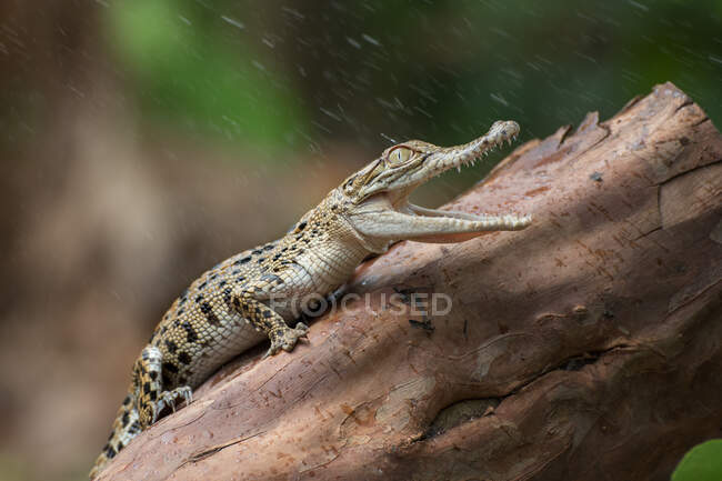 Salt water crocodile on a log, Indonesia — Stock Photo