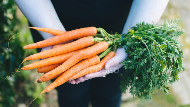 Mujer sosteniendo racimo de zanahorias frescas - foto de stock