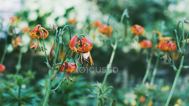 Großaufnahme von Tigerlilie-Blumen in einem Garten, England, Großbritannien — Stockfoto