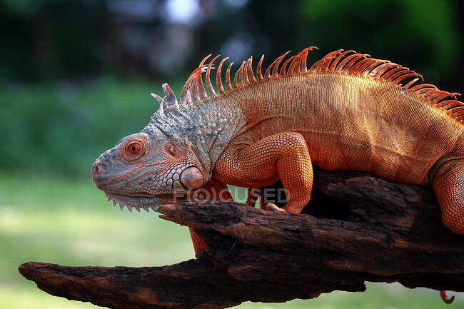 Retrato de una iguana en una rama, Indonesia - foto de stock