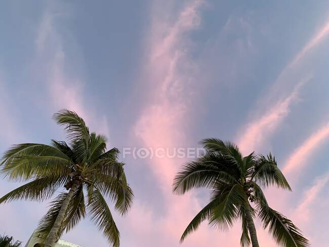 Niedriger Blickwinkel auf zwei Palmen, Mexiko — Stockfoto