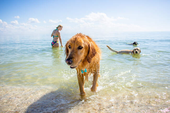 Женщина в океане с тремя собаками, Форт-де-Сото, Флорида, США — стоковое фото