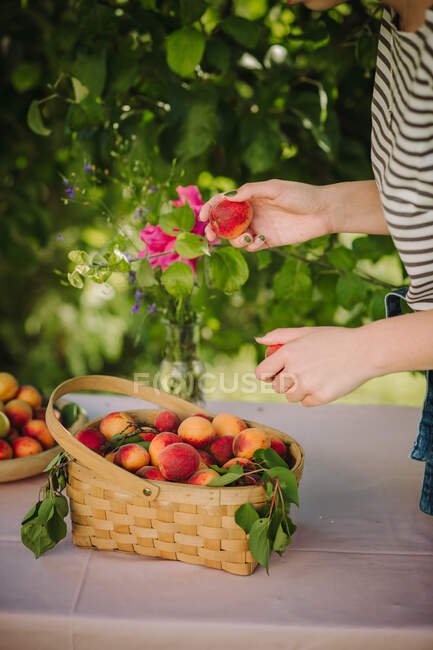 Cropped shot of woman holding apricots over apricots filled basket and plate — Stock Photo