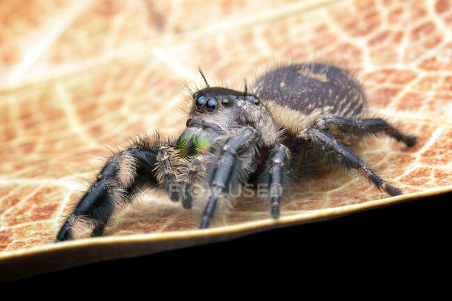 Primo piano di un ragno che salta su una foglia, Indonesia — Foto stock