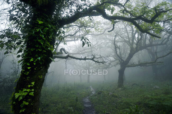 Arbres dans la forêt nuageuse, Tarifa, Cadix, Andalousie, Espagne — Photo de stock