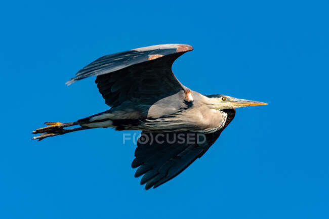 Great Blue Heron in Flight, Salish Sea, British Columbia, Canada — Stock Photo
