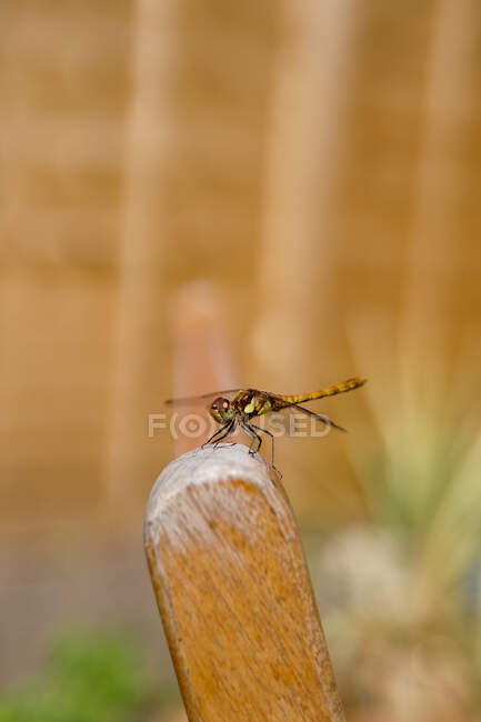 Common darter dragonfly (Sympetrum striolatum) on a chair, Англия, Великобритания — стоковое фото