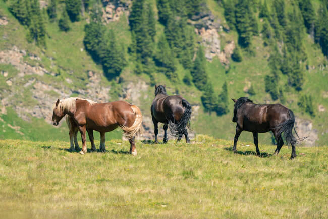 Дикие лошади в австрийских Альпах, Австрия — стоковое фото