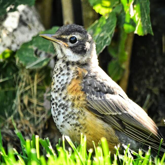 Portrait of a newly fledged robin sitting on the grass, Colorado, United States — Stock Photo