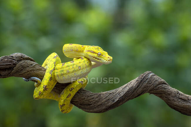 Python vert sur une branche, Indonésie — Photo de stock