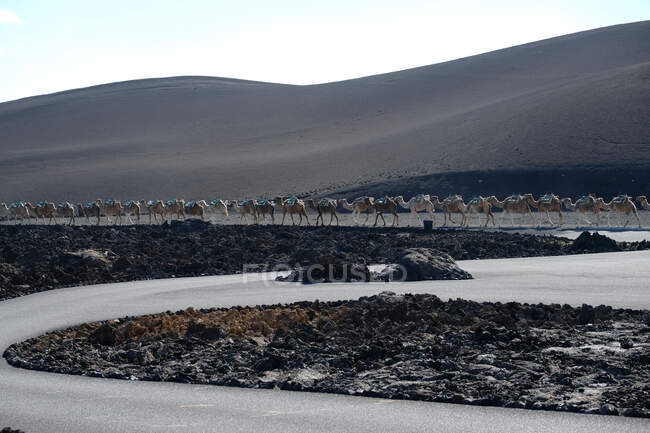 Rangée de chameaux marchant dans le désert, Parc National de Timanfaya, Lanzarote, Îles Canaries, Espagne — Photo de stock