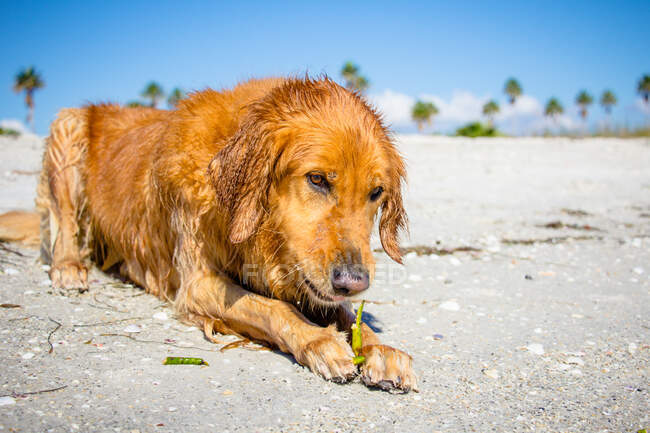 Golden retriever dog lying on beach chewing a plant, Fort de Soto, Florida, United States — Stock Photo