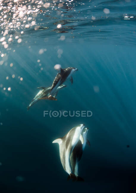 Delfines nadando bajo el agua, California, EE.UU. - foto de stock