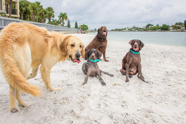 Four dogs on the beach, United States — Stock Photo