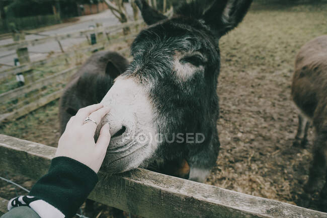 Woman stroking donkey, closeup — Stock Photo