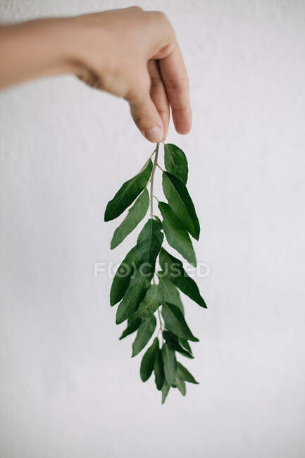 Main de femme tenant une branche d'olivier — Photo de stock