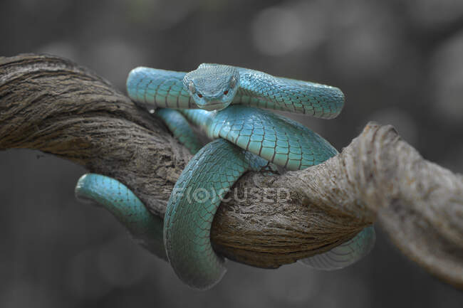 Blue white-lipped pit viper (Trimeresurus insularis) on a branch, Indonesia — Stock Photo