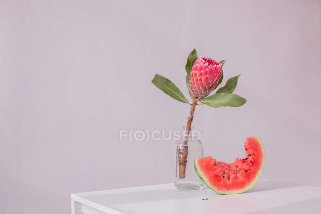 Protea-Blüte in einer Vase neben einer Wassermelonenscheibe — Stockfoto