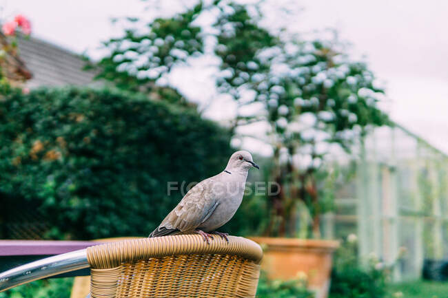 Taube sitzt auf einem Gartenstuhl — Stockfoto