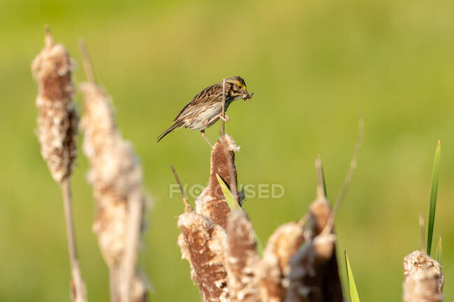 Sparrow with bug in beak, Vancouver Island, British Columbia, Canada — Stock Photo