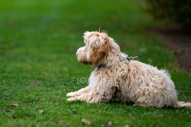 Retrato de un perro con correa, Irlanda - foto de stock