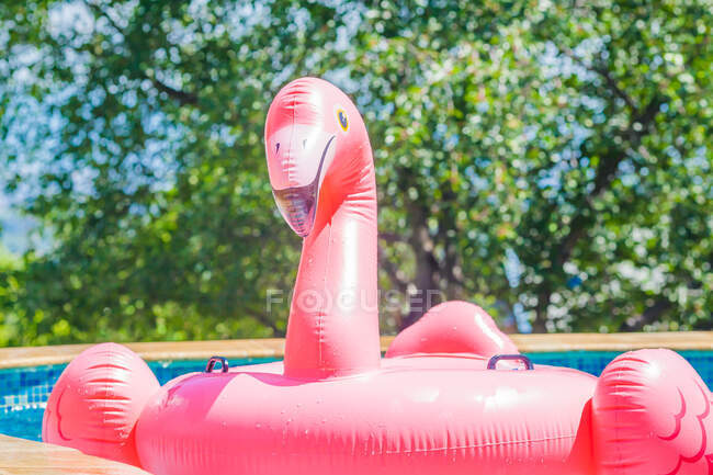 Inflatable flamingo in the swimming pool — Stock Photo