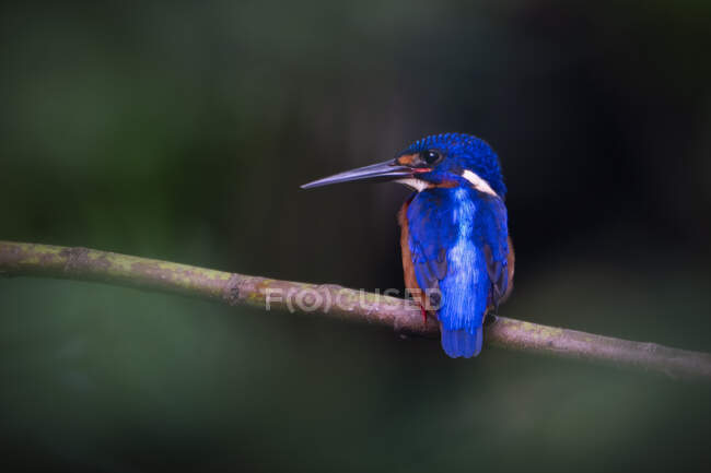 Blue-eared kingfisher on branch, Malaysia — Stock Photo