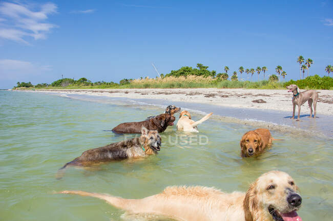 Six dogs plying on beach, United States — Stock Photo
