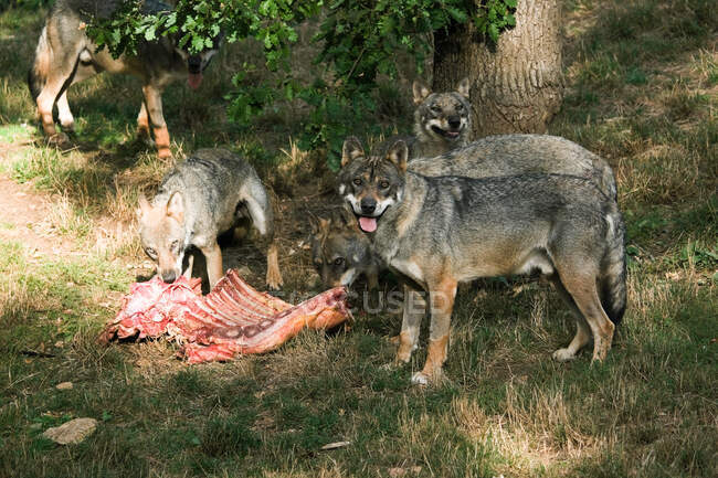 Cinco lobos alimentándose de un cadáver, Francia - foto de stock