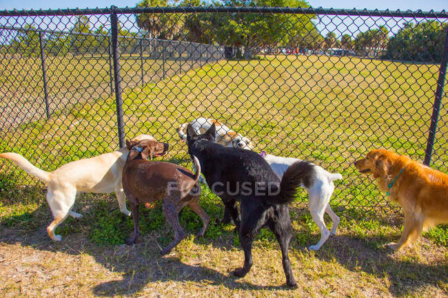 Groupe de chiens de chaque côté d'une clôture dans un parc public, États-Unis — Photo de stock