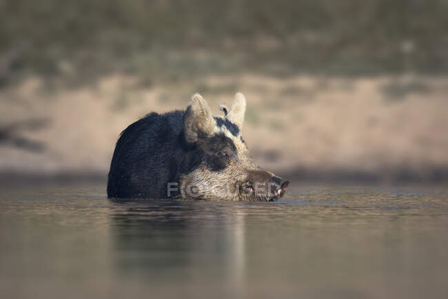 Wild feral pig sow (Sus scrofa) swimming in a lake, New South Wales, Australia — Stock Photo