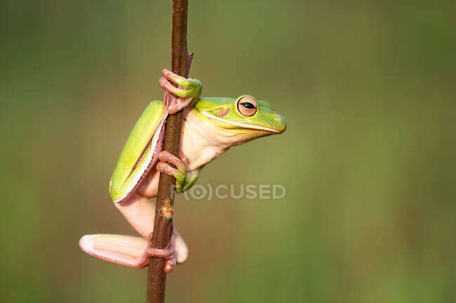 Dumpy tree frog on a branch, Indonesia — Stock Photo