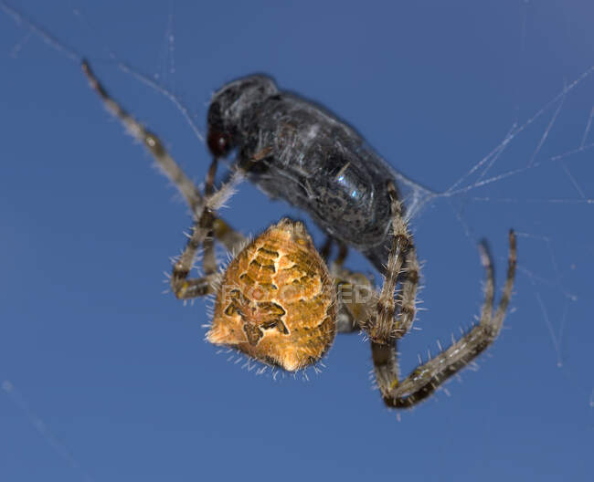 Orb Weaver Spider Capturing Horsefly, Arizona, États-Unis — Photo de stock