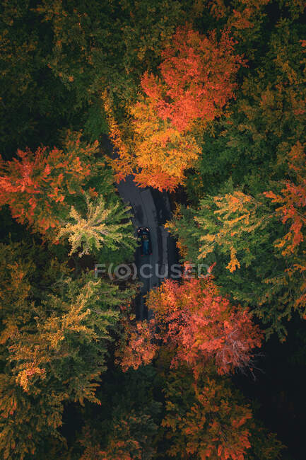 Veduta aerea della guida in auto attraverso una foresta autunnale, Salisburgo, Austria — Foto stock